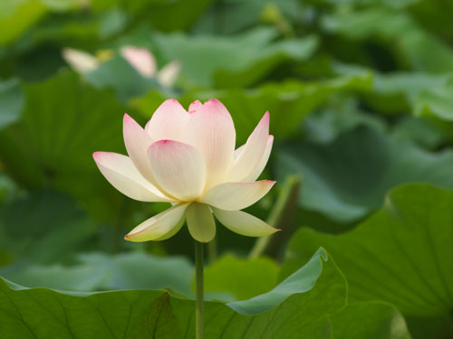 長居植物園のハス