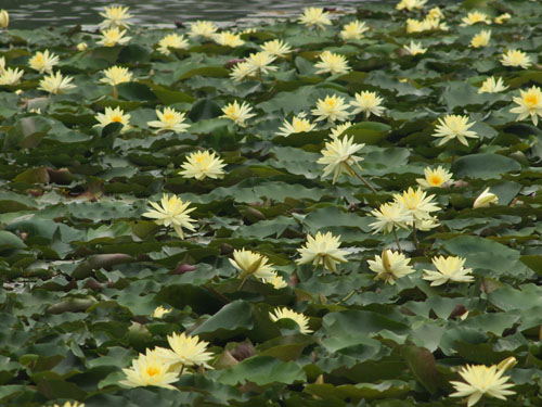 長居植物園の睡蓮