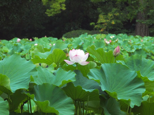 万博公園のハス