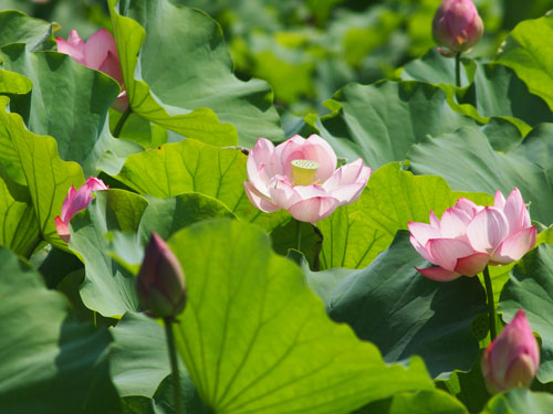 万博公園のハス