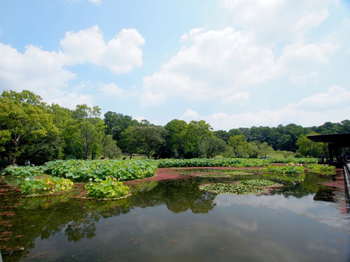 万博公園　はす池