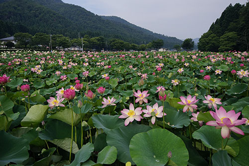 烏丸半島のハス