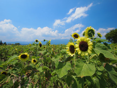 佐用町　漆野地区のヒマワリ畑