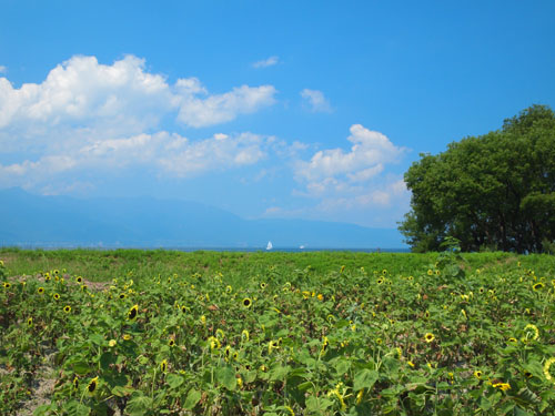 なぎさ公園　ヒマワリ