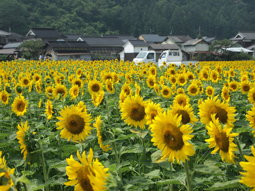 佐用町　林崎地区のヒマワリ畑