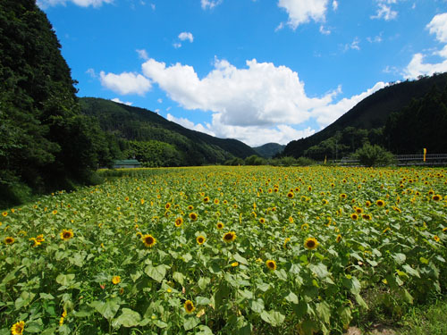 佐用町　漆野地区のヒマワリ畑