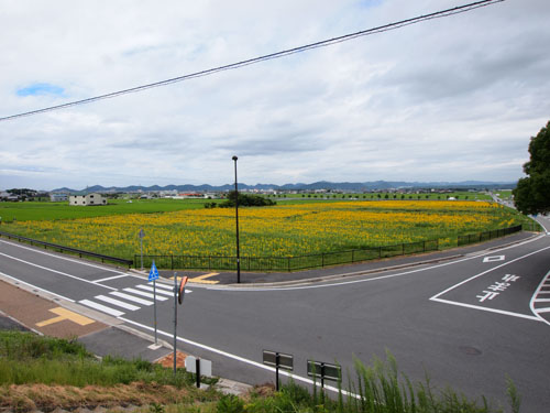 ひまわり畑全景