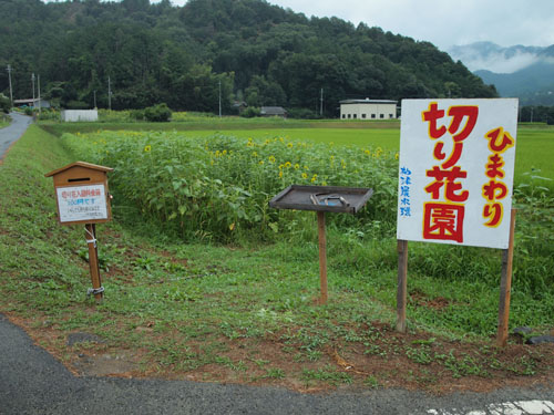 ヒマワリの切花園