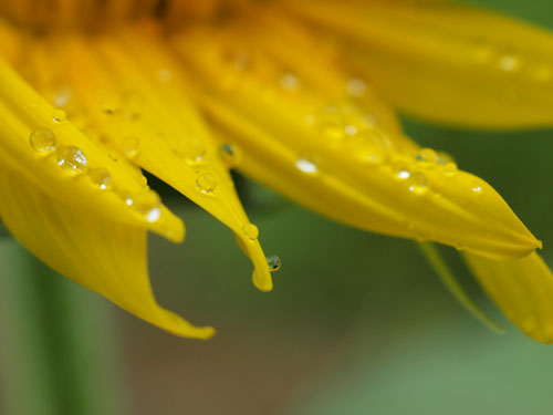 雨に濡れたひまわり