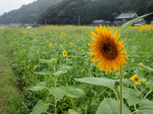 亀岡　保津観光ひまわり園