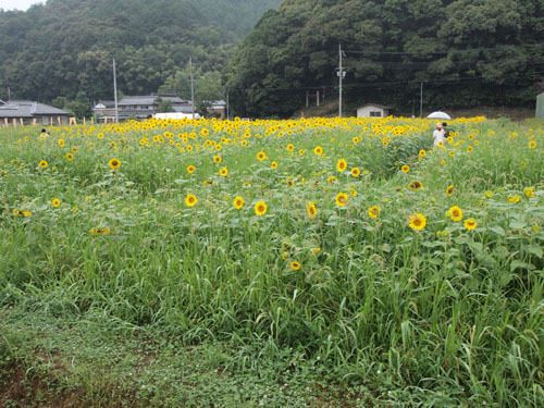 ひまわり柚遊農園