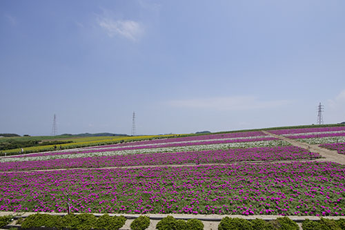 観光農園花ひろばの松葉牡丹