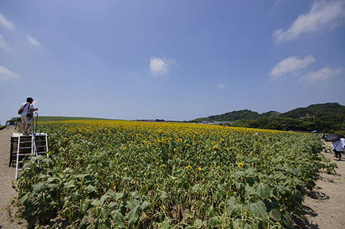 観光農園花ひろばのひまわり　見晴台