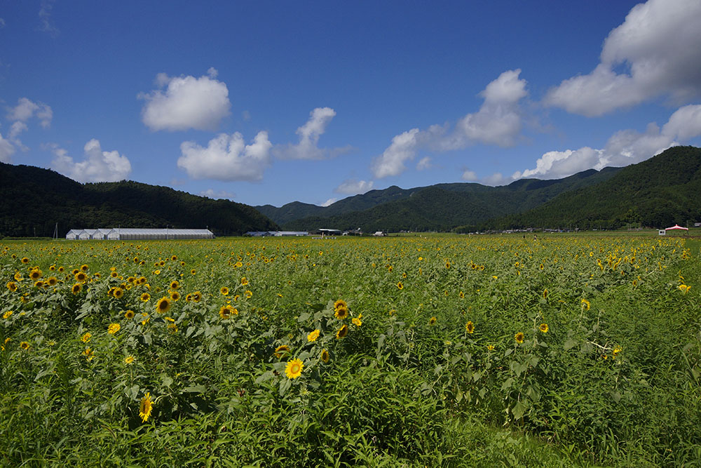 若狭小浜 恵のひまわり畑