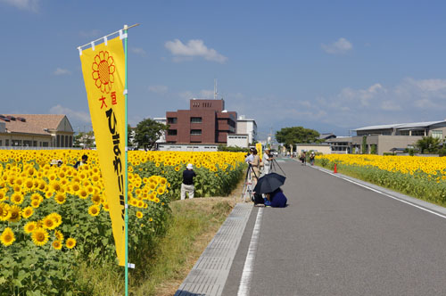 大垣ひまわり畑 間の道路