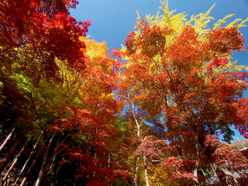 洞光寺の紅葉