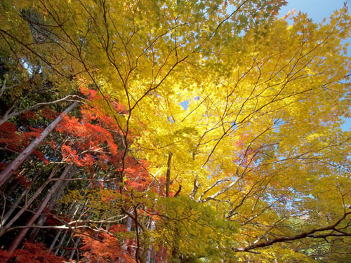 洞光寺の紅葉　イチョウ