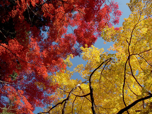 洞光寺の紅葉　イチョウとモミジ