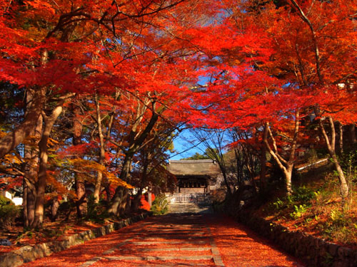 京都山科毘沙門堂 勅使坂の紅葉