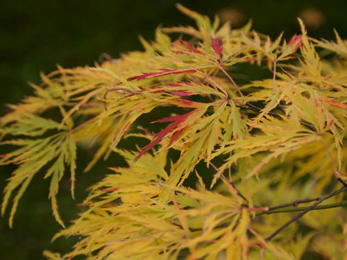 永観堂　紅葉