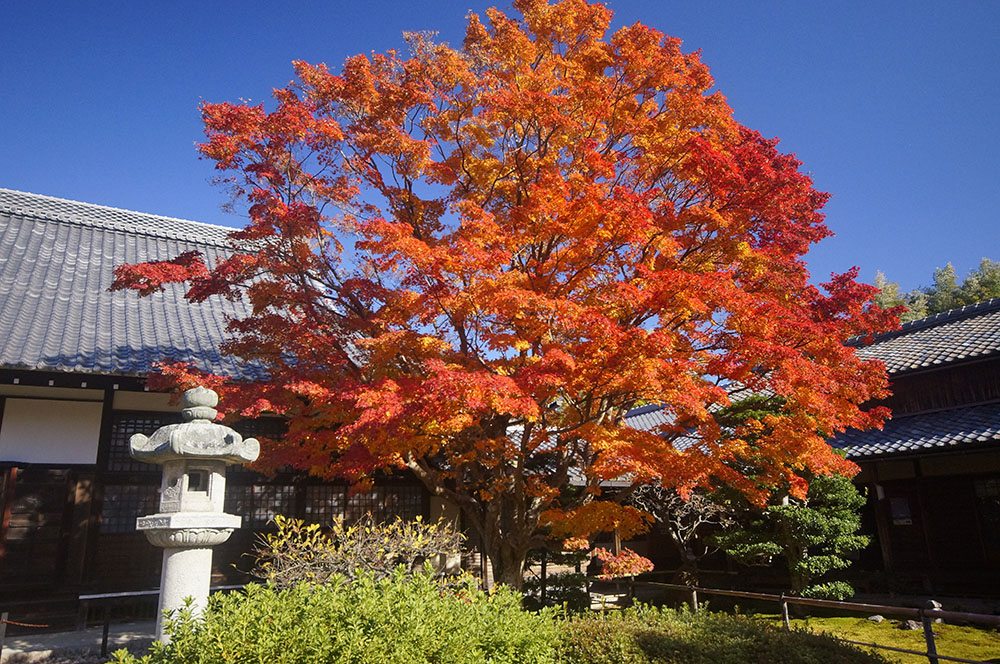 源光庵