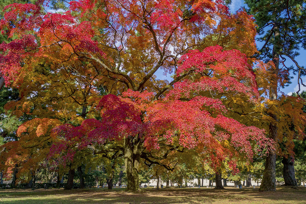 京都御苑の紅葉