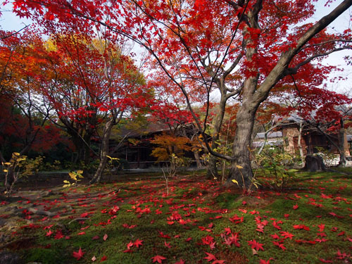 勧修寺　紅葉