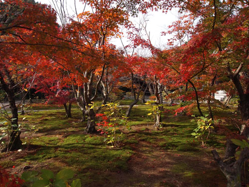 勧修寺 紅葉