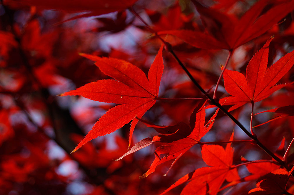 北野天満宮の紅葉