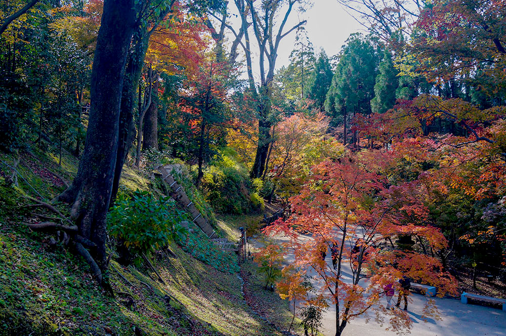 北野天満宮の紅葉 御土居上から望む