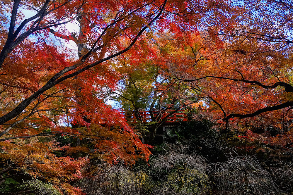 北野天満宮の紅葉