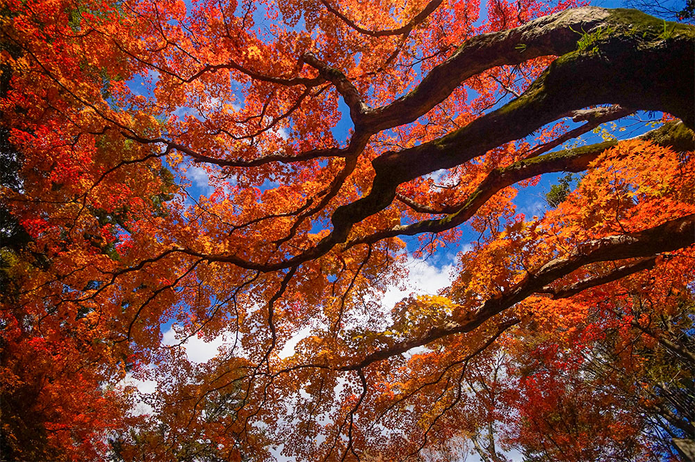 北野天満宮の紅葉