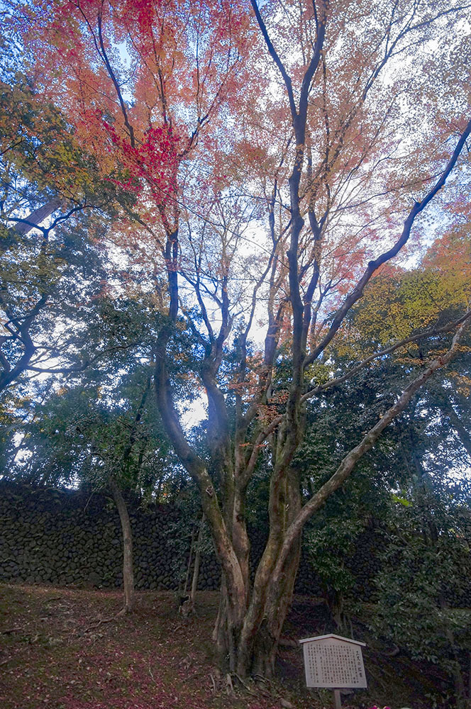 北野天満宮の紅葉 三叉楓