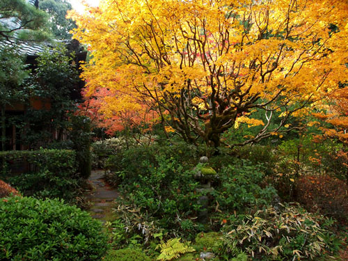 高桐院　西庭