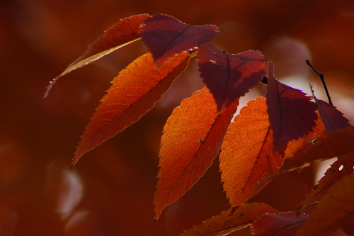 桜の紅葉