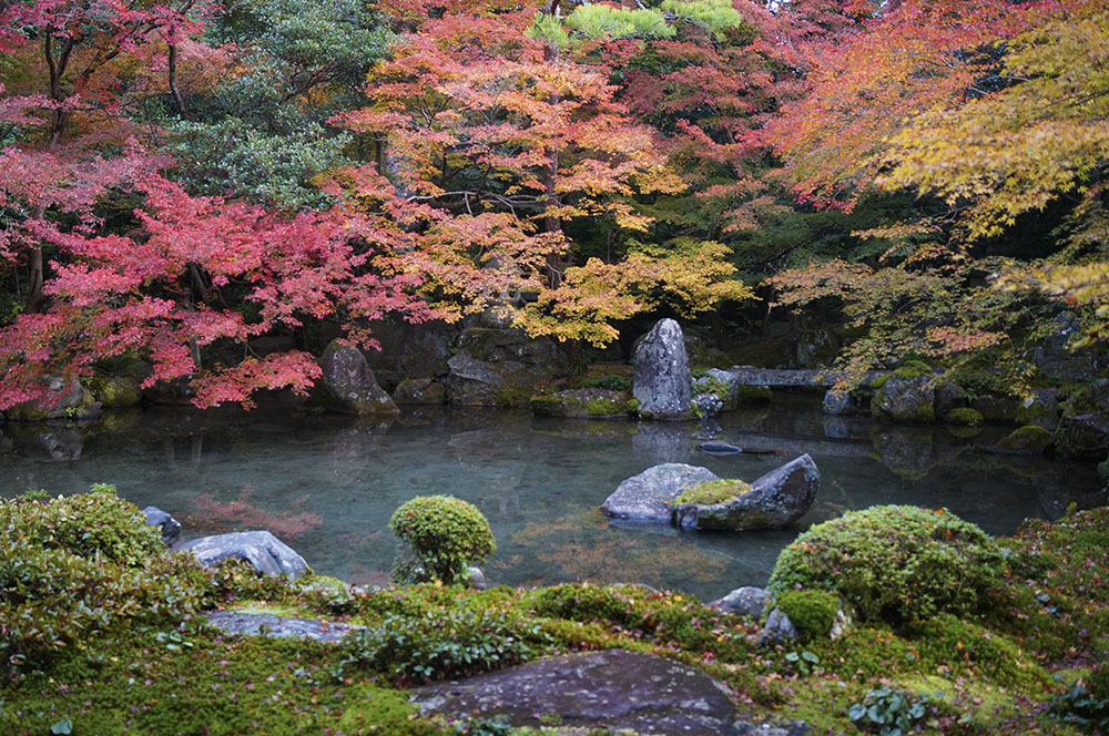 蓮華寺の紅葉