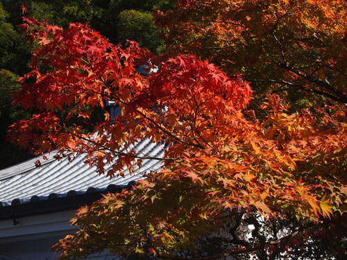 泉涌寺　御座所庭園