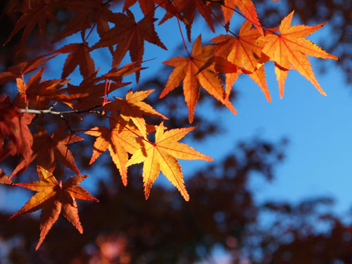 東福寺　紅葉