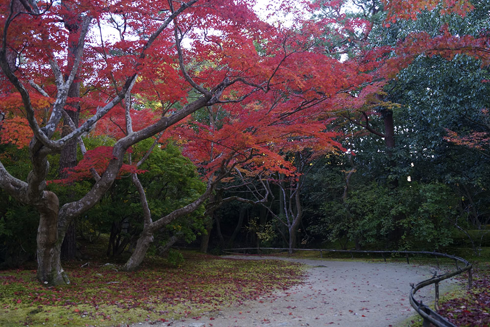 依水園 散策路 楓