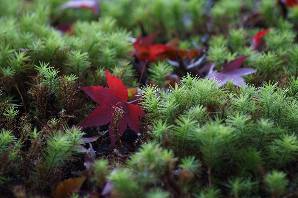 吉城園　苔に落ちた紅葉