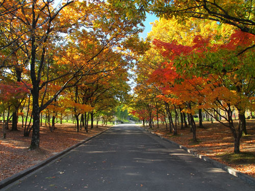 万博記念公園の紅葉