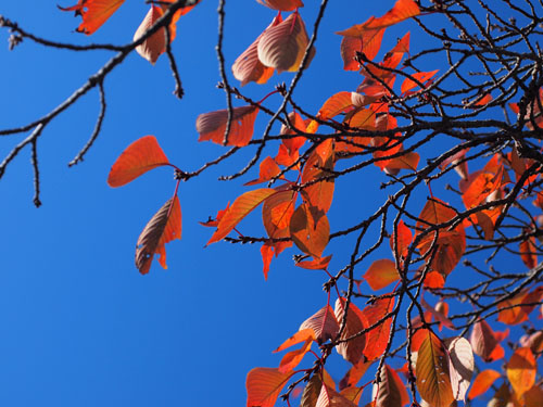 桜の紅葉