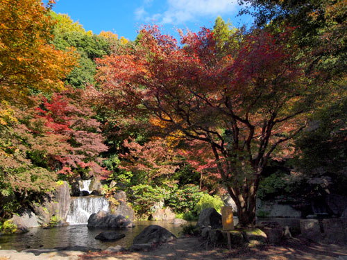 日本庭園の楓