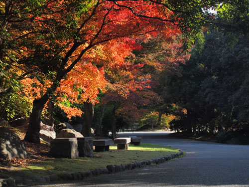 日本庭園の楓