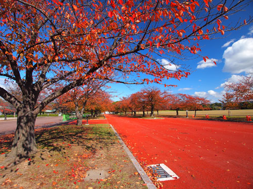 東の広場周辺の桜