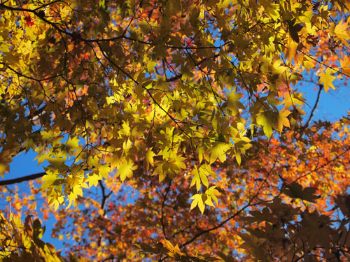 透過光で輝く紅葉