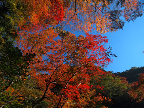 青空に映える紅葉