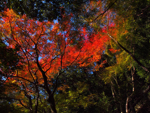 箕面公園の紅葉