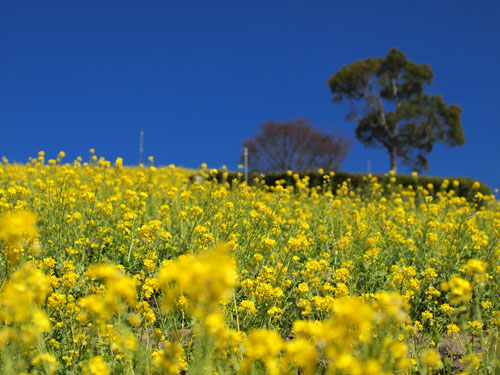 神戸総合運動公園 コスモスの丘の菜の花