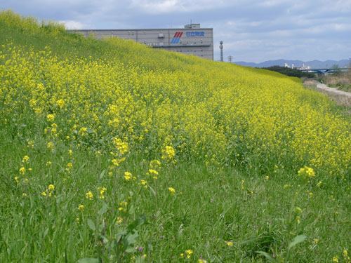 淀川土手　大山崎地区